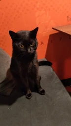 Image of a cute black cat sitting on a couch. 