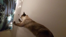 Cat loving a moth