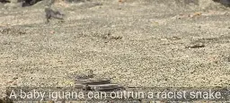 A baby iguana running away from a racer snake on a sandy beach