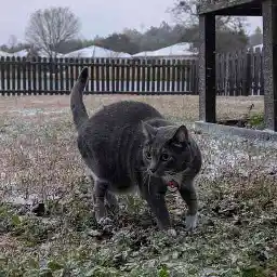 cat in a small amount of snow