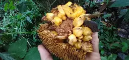damaged Artocarpus fruit with yellow arils resembling Artocarpus odoratissimus on the ground in the jungle