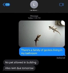 texting thread to Landlord; tenant: image of geckos on a wall "There's a family of geckos living in my bathroom" / Landlord: "no pet allowed in building" "also rent due tomorrow"
