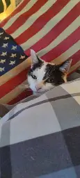 A black and white cat under a blanket, with a US flag pillow 