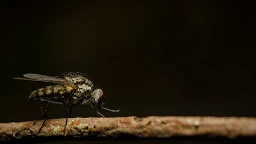 Fly.