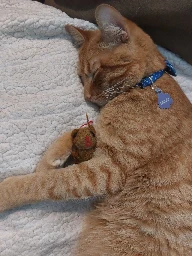 orange braincell asleep holding stuffed teddy bear