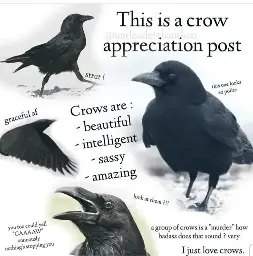 A collage of crows in various poses with the caption: "This is a crow appreciation post" An image of a crow walking with the caption "strut!" An image of a polite looking crow with the caption "this one looks so polite" A list at the center of the image that says: "Crows are: - beautiful - intelligent - sassy - amazing" An image of a crow flying with the caption "graceful af" An image of a crow with it's beak open with the caption"you too could yell 'CAAAAW' ominously nothing's stopping you" The remaining captions are without accompanying images: "Just look at them?!!" "a group of crows is a 'murder' how badass does that sound? very." "I just love crows." The image is watermarked as "@undeaderthanthou"
