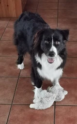 A dog