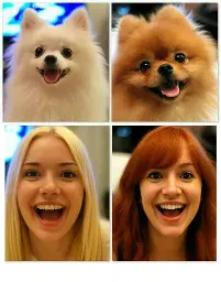 Make my dogs humans