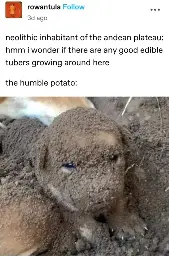  rowantula posted:   neolithic inhabitant of the andean plateau: hmm i wonder if there are any good edible tubers growing around here  the humble potato: [picture of a puppy covered in dirt, resembling a potato]