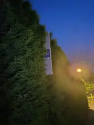 The photo shows the pole of a bus stop that is overgrown by a bush. The bus stop is fairly clean, indicating that it is not out of use. But it is covered almost entirely by the bush, which makes it very hard to spot for anyone intending to take the bus.