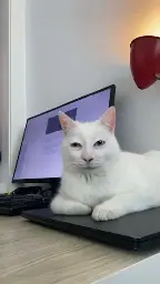 A white cat with in front of a computer. A camera filter has altered his face to appear worn and tired.
