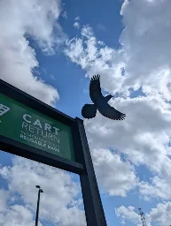 photo of a crow flying with the backdrop of a blue sky and white clouds, a shopping cart return is in the corner of the image (where the bird jumped off of to start flying)