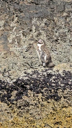 Foto de pingüino de pana