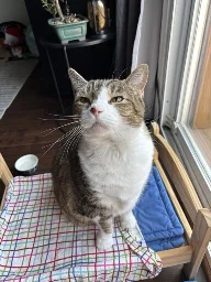 Portly domestic shorthair sitting on a small bed looking wistful.