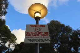 Sign in Adelaide, Australia warning people about pelicans. 