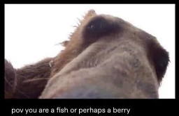 pov you are a fish or perhaps a berry. image of a bear looking right at the camera from up close