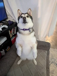 a husky sit-standing on her hind legs in a meerkat-like fashion