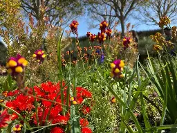 A brightly lit close up photograph of plants in a public garden, with some in in the foreground and background softly blurred from the camera focus. There are short, bright red flowers and taller flowers that are hot pink and yellow, grasses that are seeding, and trees in the background. 