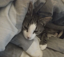 a gray cat under a blanket