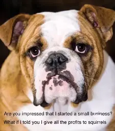 A picture of a bulldog dog with text at the bottom saying: “Are you impressed that I started a small business?” and the next line: “What if I told you I give all the profits to squirrels?”