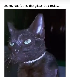 Silly kitty